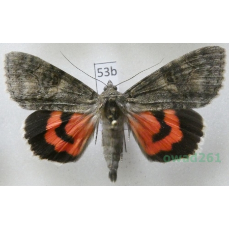 Catocala nupta (Linnaeus, 1767) Czech53b